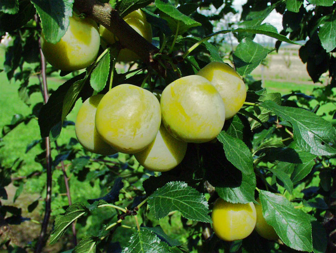 Bellamira, odrůda mirabelky Mirabelka Bellamira
