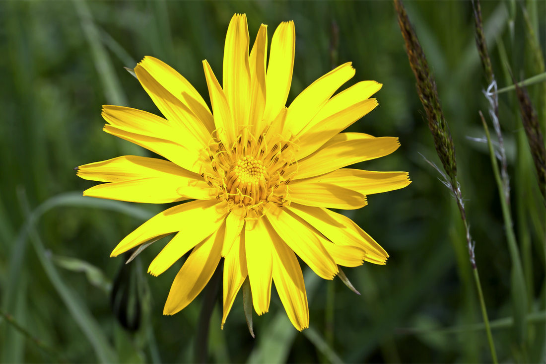 Kozí brada luční (Tragopogon pratensis); foto Shutterstock Kozí brada luční (Tragopogon pratensis); foto Shutterstock