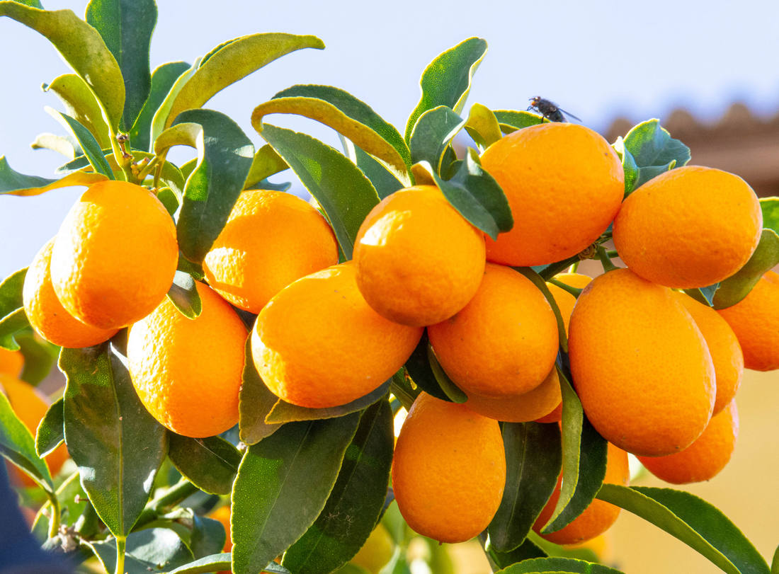 Kumquat plodí pidipomeranče velké jako malé švestky
