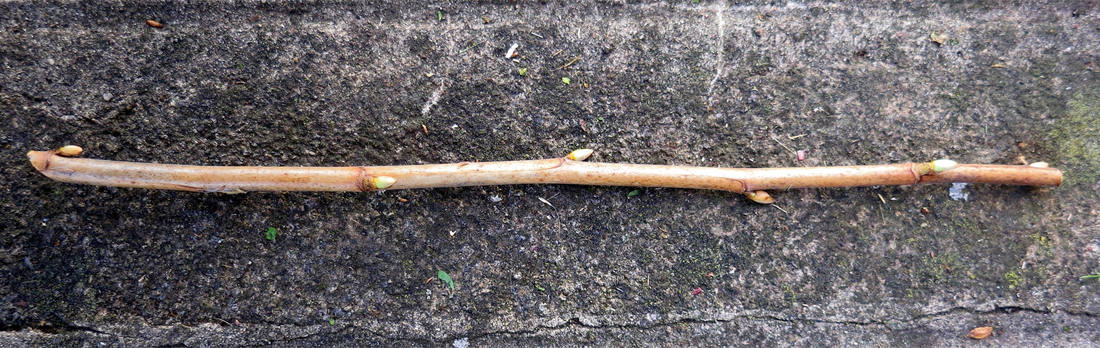 Dřevitý řízek černého rybízu by měl mít sílu tužky a být dlouhý 20 až 25 cm. Dřevitý řízek černého rybízu