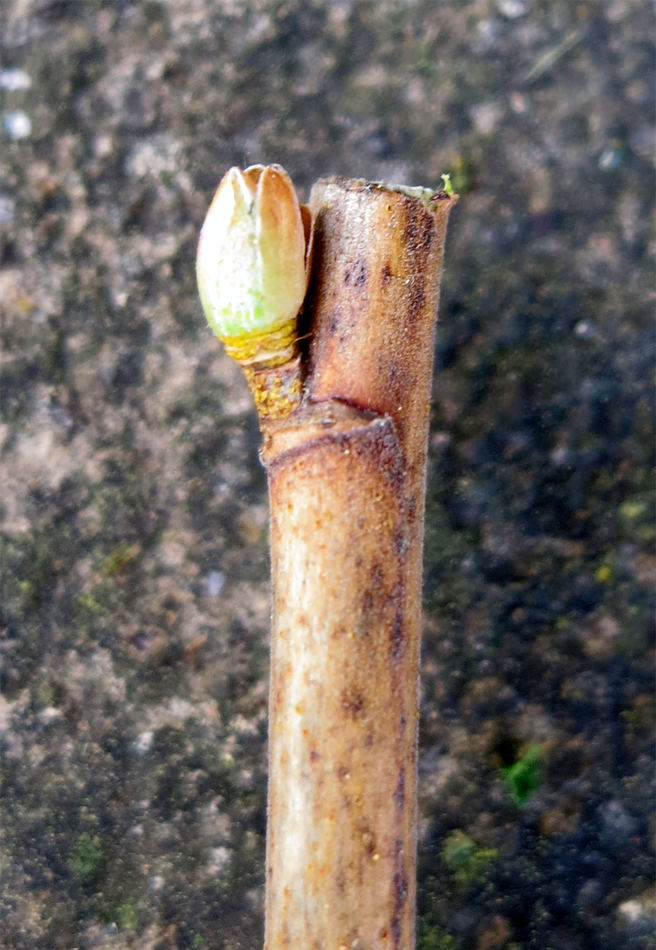 V horní části řízku vedeme řez těsně nad pupenem. Krátký čípek chrání pupen před jeho vylomením. V horní části řízku vedeme řez těsně nad pupenem. Krátký čípek chrání pupen před jeho vylomením.