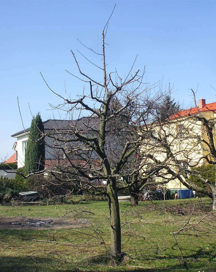 V lednu lze jádroviny ošetřit udržovacím řezem. Na snímku je zhruba desetiletý strom odrůdy Golden Delicious ve tvaru štíhlého vřetene po udržovacím řezu. Foto M. Makal Řešení udržovacího řezu desetileté jabloně