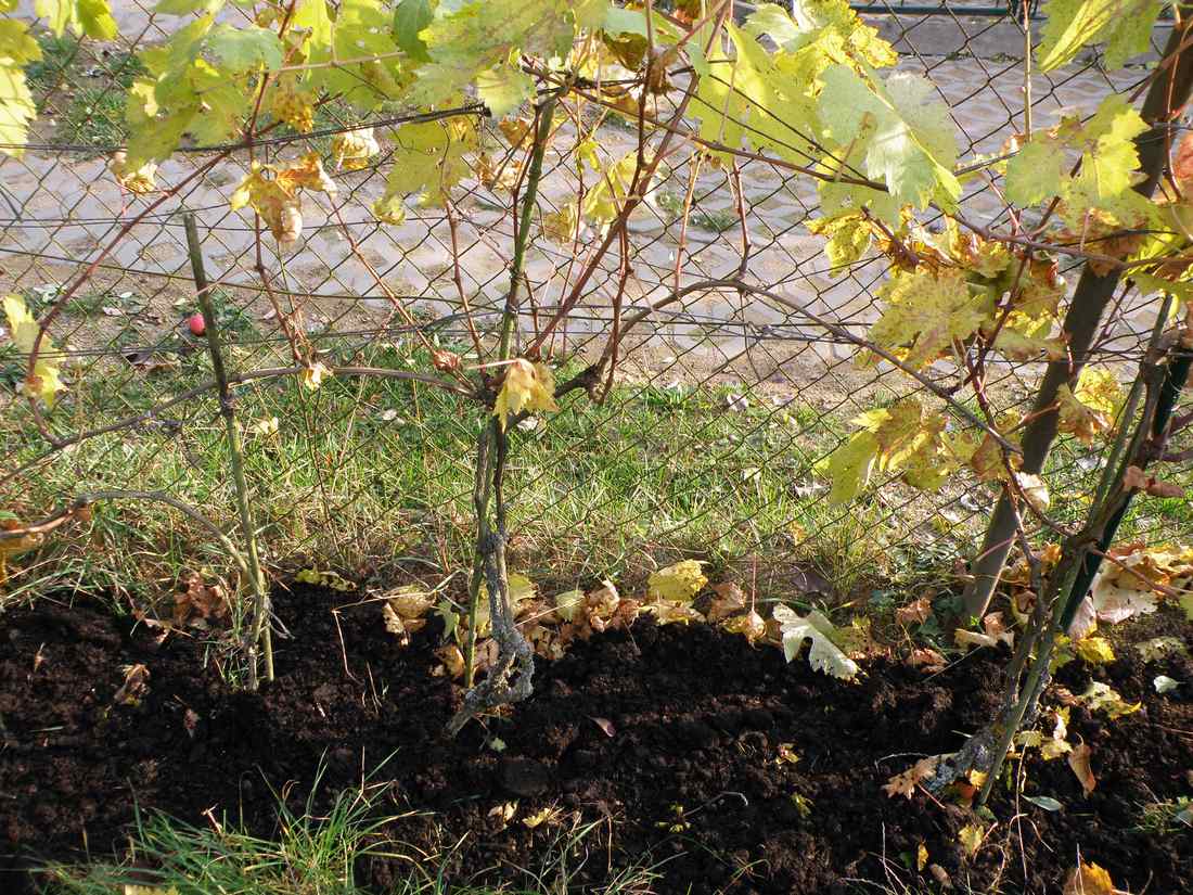 Mulčování příkmenného pásu kompostem Pásu půdy pod révou mulčovaný kompostem