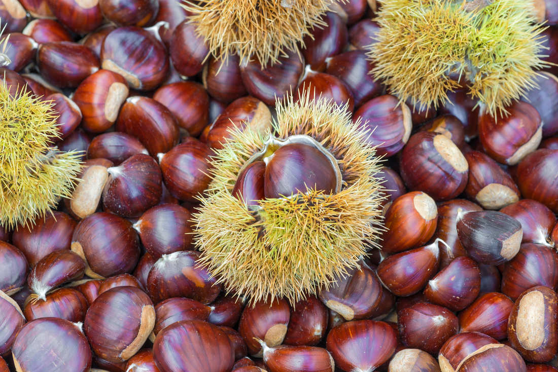 Velké marony kaštanovníku setého obsahují i velká semena; foto Shutterstock Plody kaštanovníku - marony