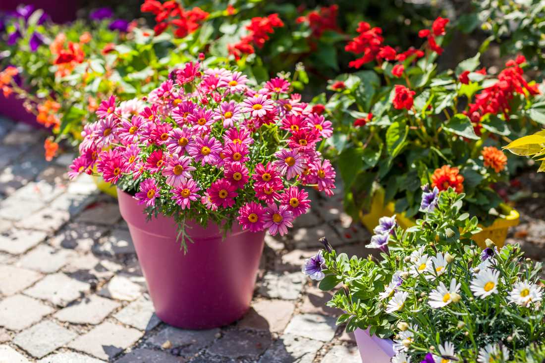 S osazenými nádobami rozkvétá celé zákoutí terasy či zahrady; foto Shutterstock Květináč jako posila pro rozkvetlé zahradní zákoutí