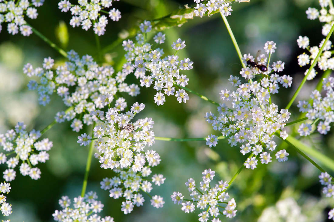 Tetlucha kozí pysk, foto Shutterstock Tetlucha kozí pysk, foto Shutterstock