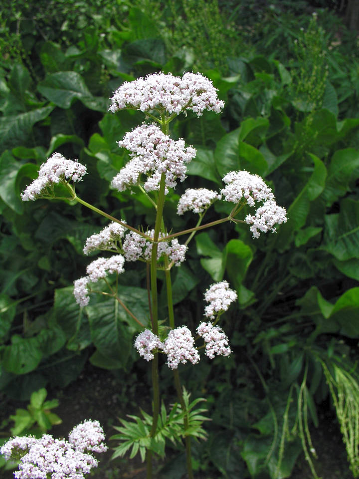 Kozlík lékařský (Valeriana officinalis); foto I. Bulánková Kozlík lékařský