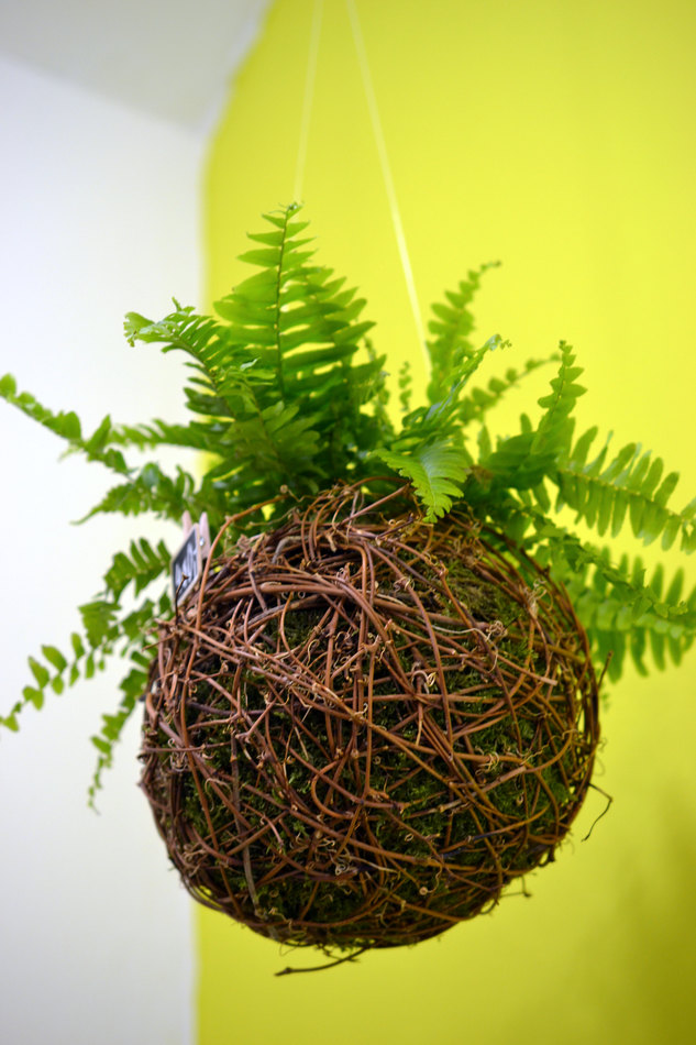 Kokedama – v Japonsku se pěstují rostliny také jen v mechových koulích Kokedama – v Japonsku se pěstují rostliny také jen v mechových koulích