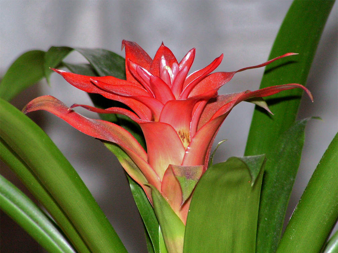 Aechmea Aechmea