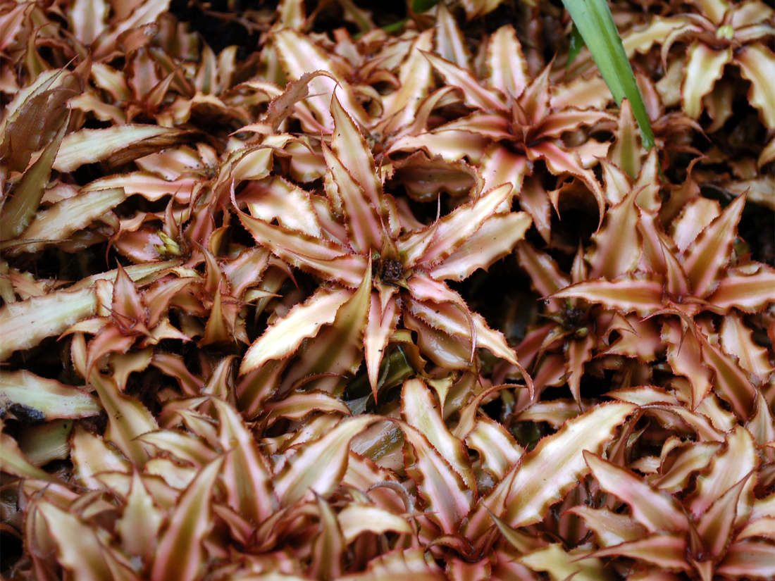 Cryptanthus bivittatus Cryptanthus bivittatus