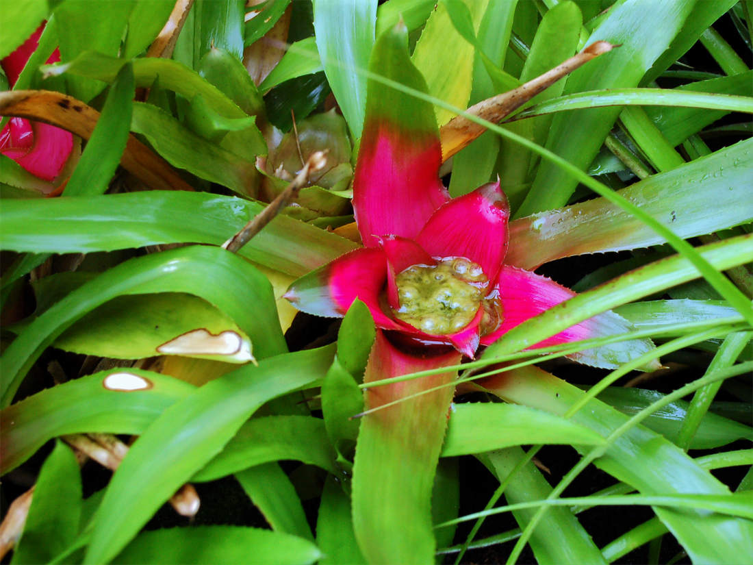 Nidularium Nidularium