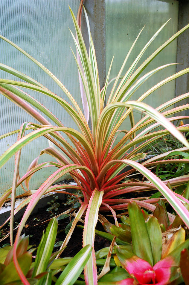 Rostlina ananasu Rostlina ananasu