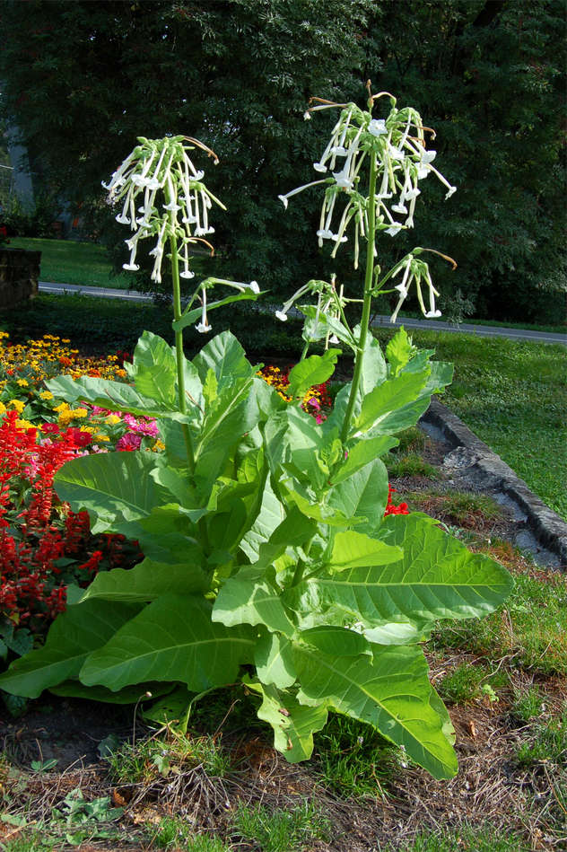 Tabák dlouhokvětý Nicotiana longiflora Tabák dlouhokvětý Nicotiana longiflora