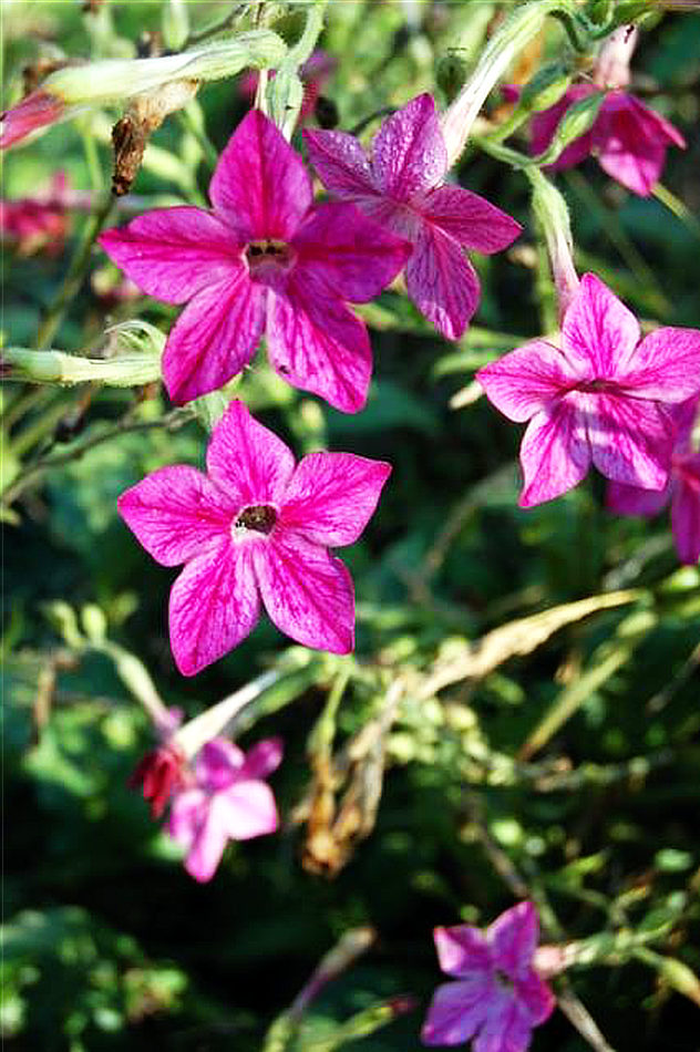 Tabáky bohatě kvetou Nicotiana x sanderae Tabáky bohatě kvetou Nicotiana x sanderae