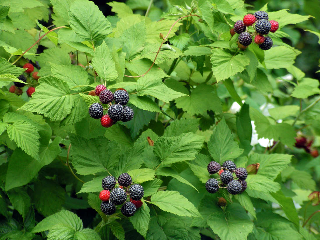 Zwarte Framboise, plazivé výhony maIiníku východního jsou nepříjemně trnité. Podobně např. odrůda Bristol. Zwarte Framboise, odrůda maIiníku východního