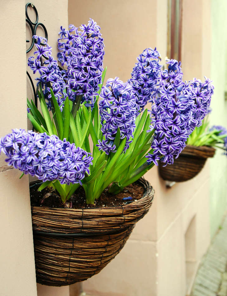 Foto Shutterstock Jak počasí dovolí, vítají hyacinty jaro venku; foto Shutterstock