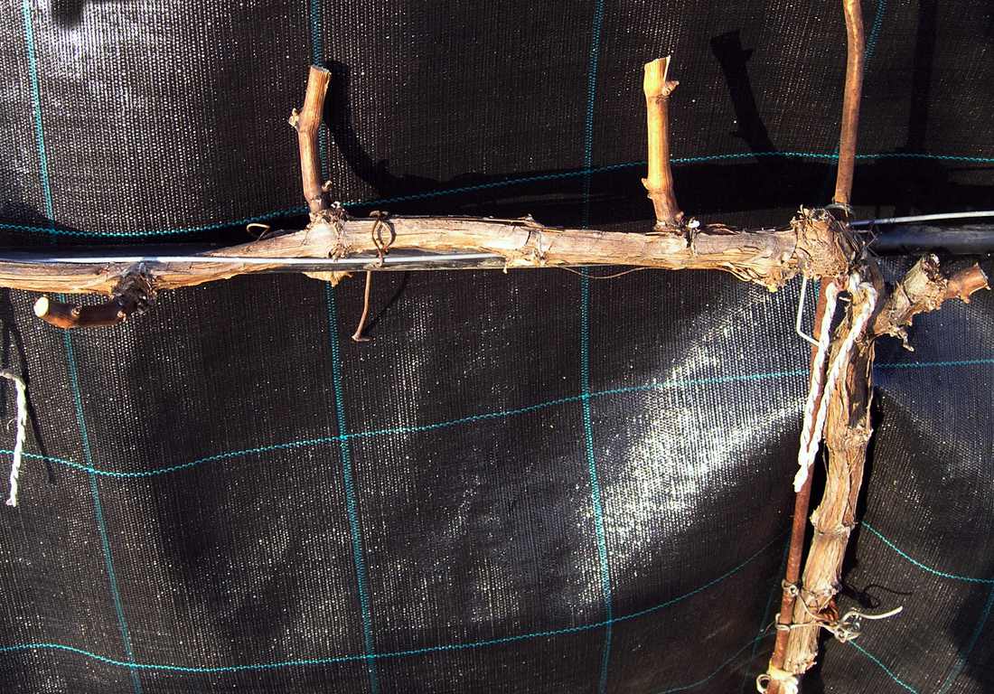 Detail řezu čípků na kordonovém tvaru Zimní řez révy: detail čípků na kordonu