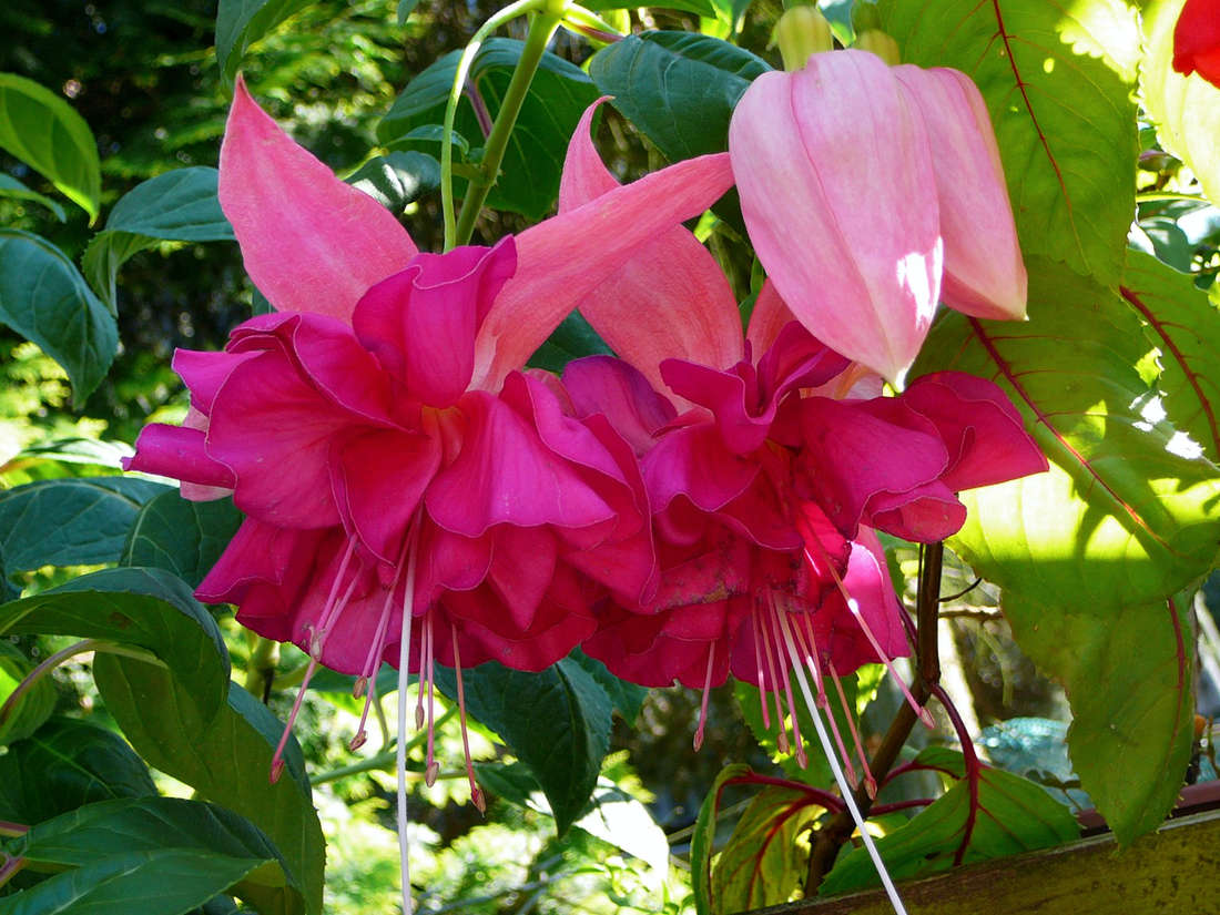 Fuchsie Bella Rozela