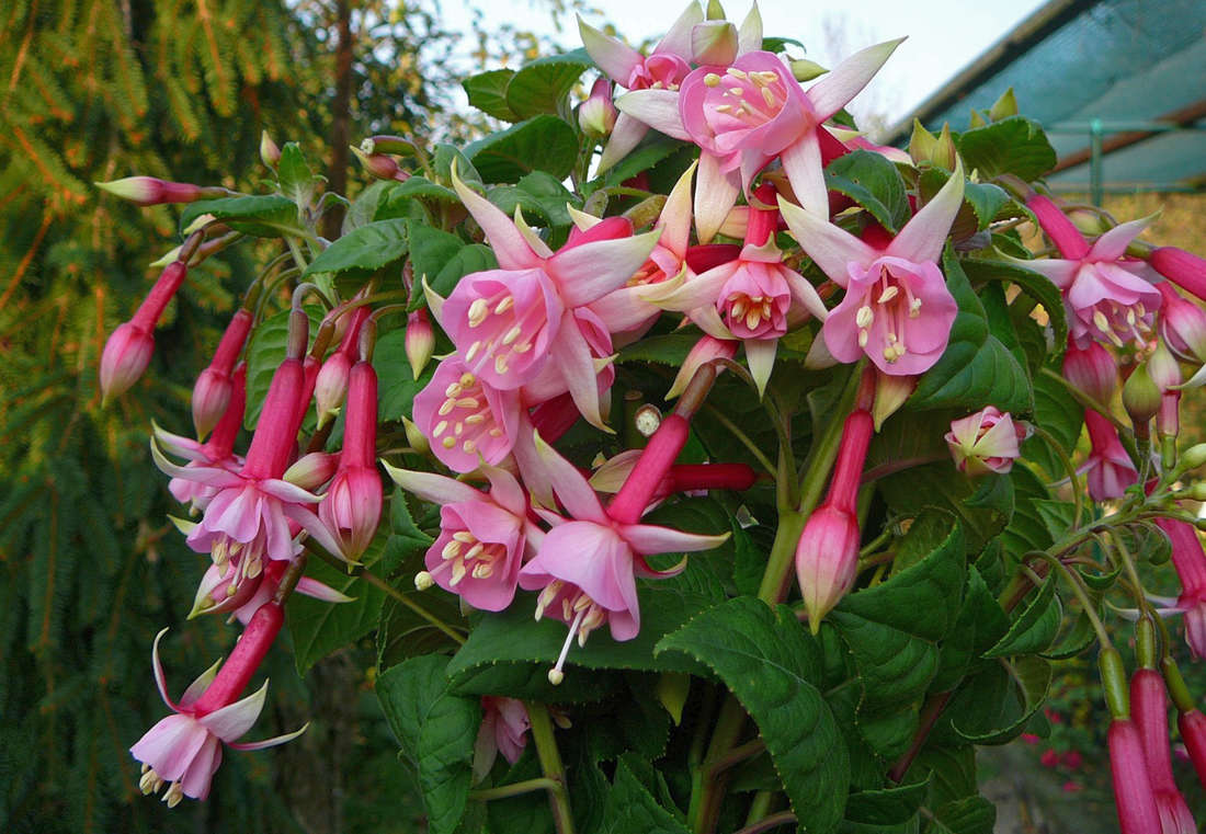 Fuchsie Cany Boy