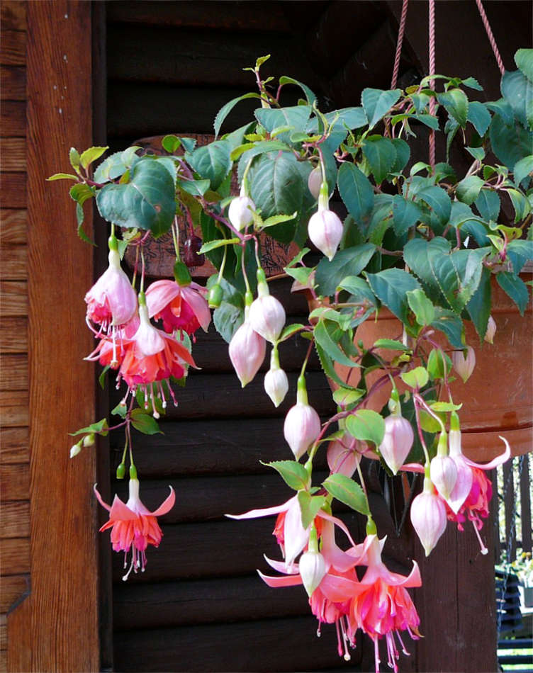 Fuchsie Bicentenial