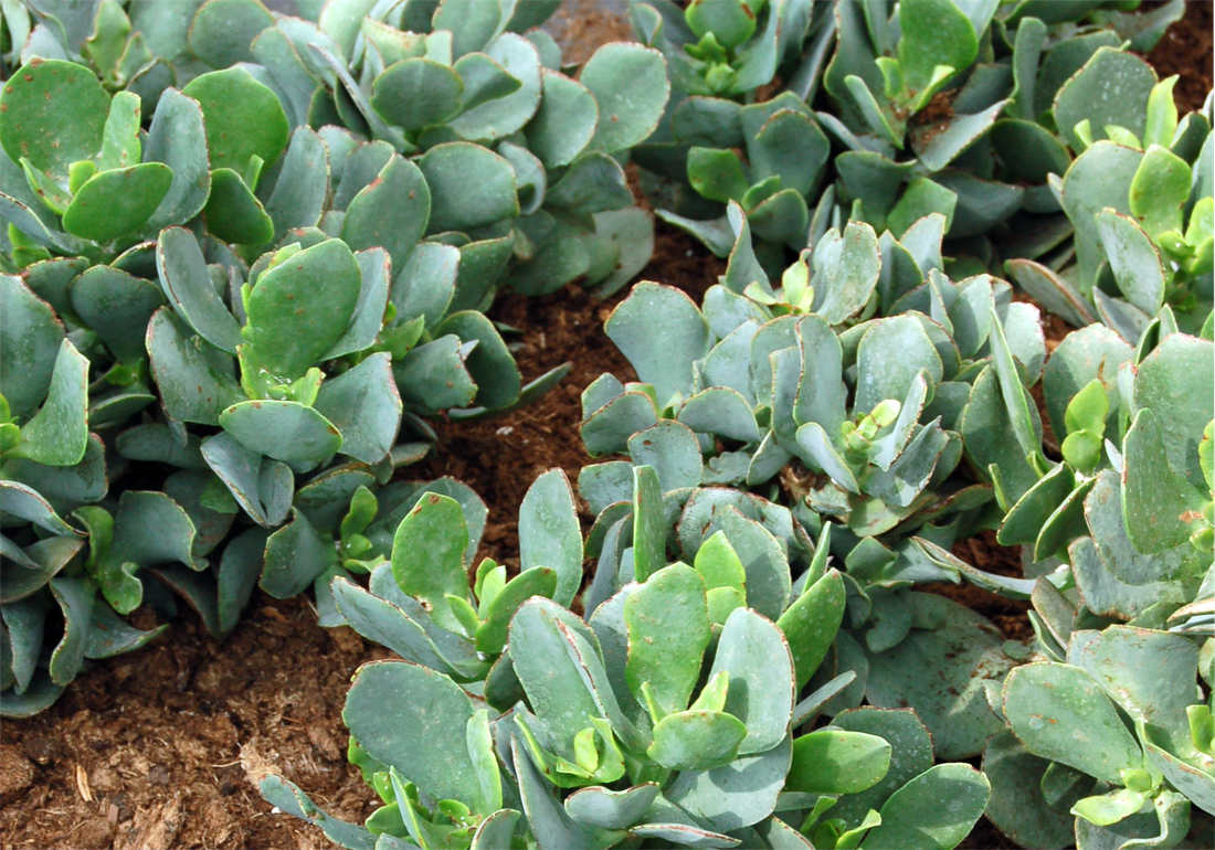 Tlustice stromovitá (Crassula arborescens) Tlustice stromovitá