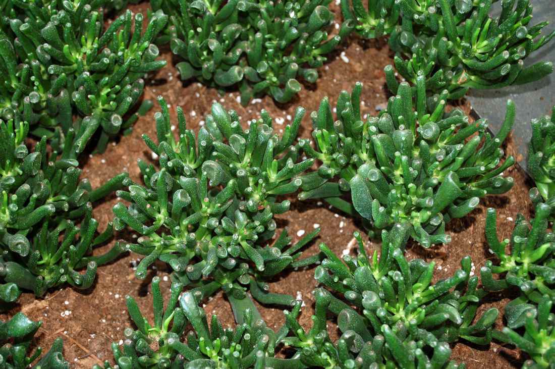 Crassula sp. Hobbit Tlustice