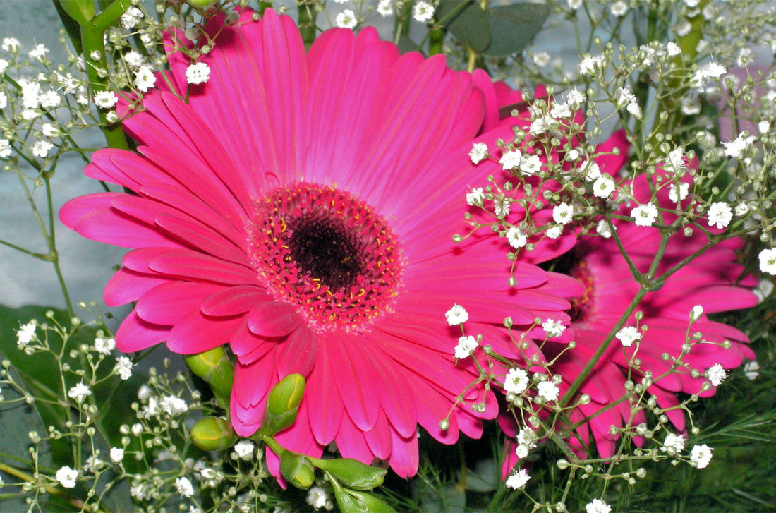 Gerbera s doprovodem Gerbera v kytici