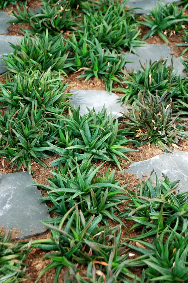 Haworthia pentagona Haworthia pentagona
