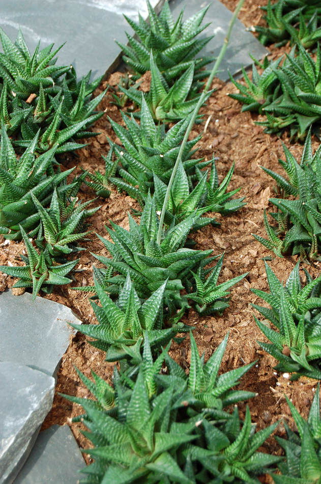 Haworthia cymbiformis Haworthia cymbiformis
