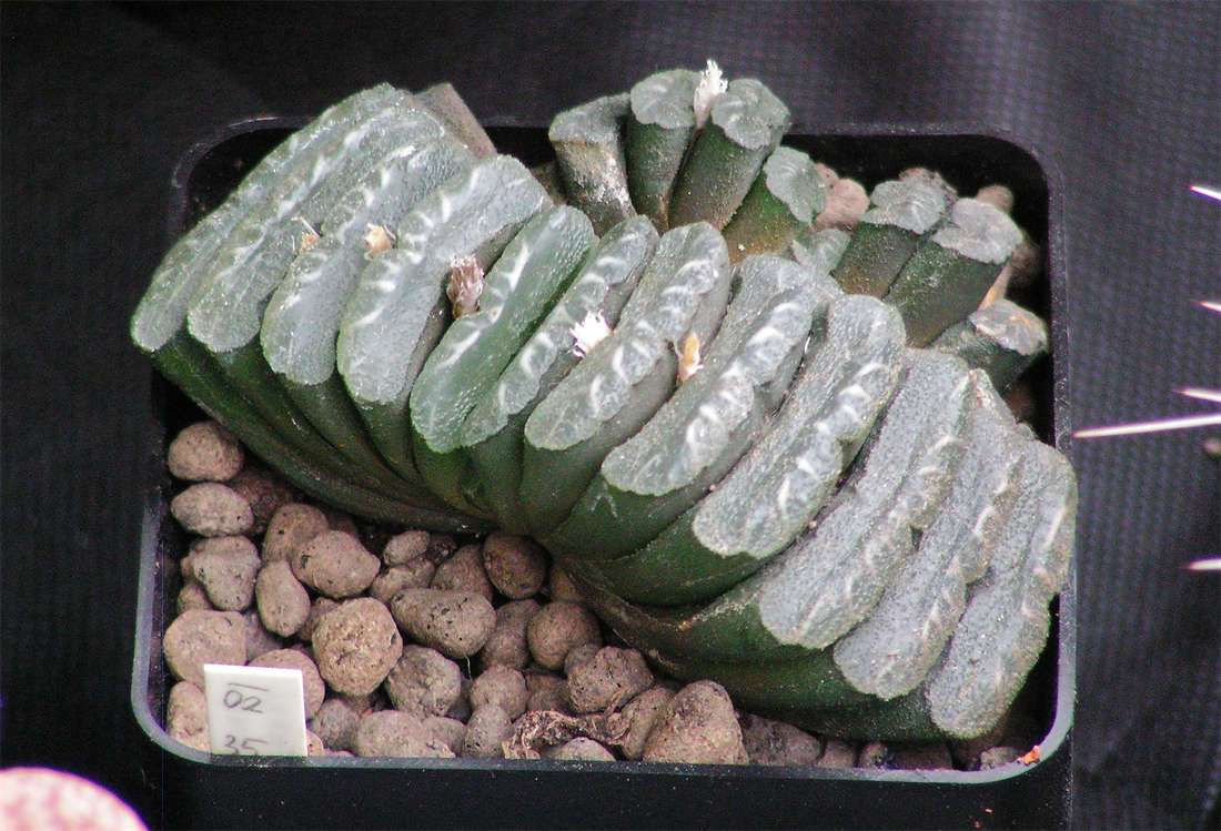 Haworthia truncata Haworthia truncata