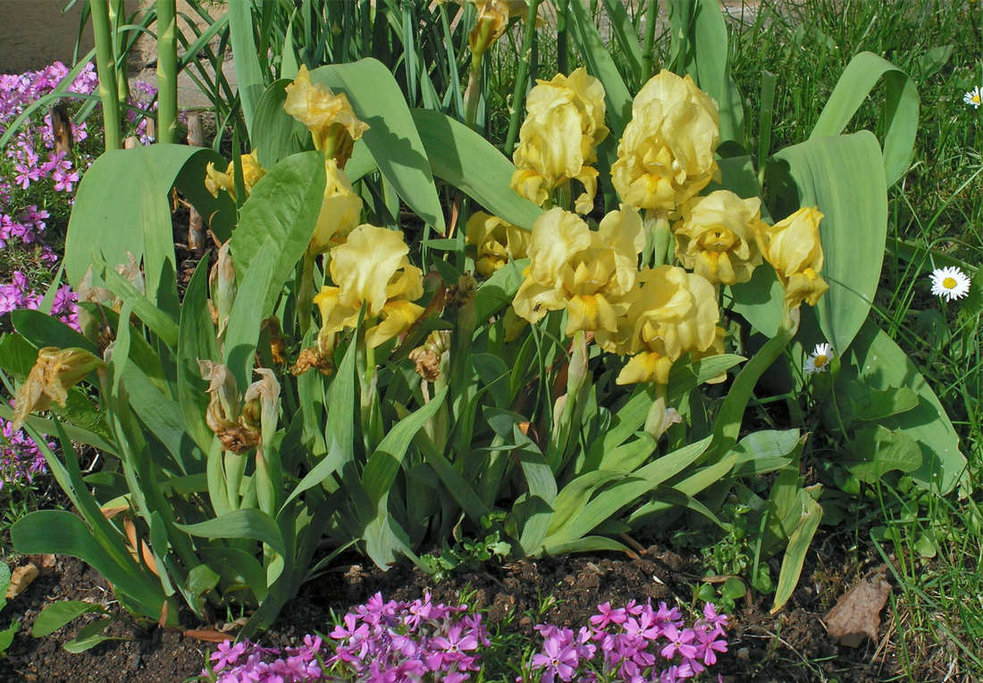 Kosatce nízké zvané skalkové patří k suchomilným Kosatec nízký (Iris pumila)