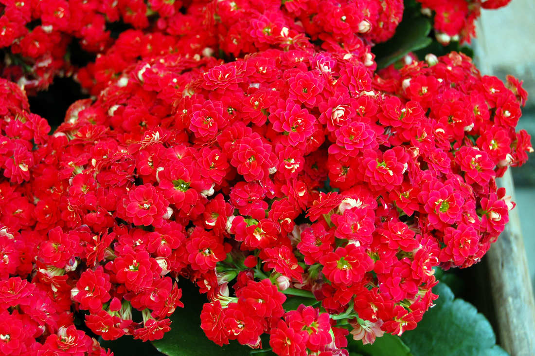 Kalanchoe Don Juan, foto I. Dvořákk Kalanchoe Don Juan