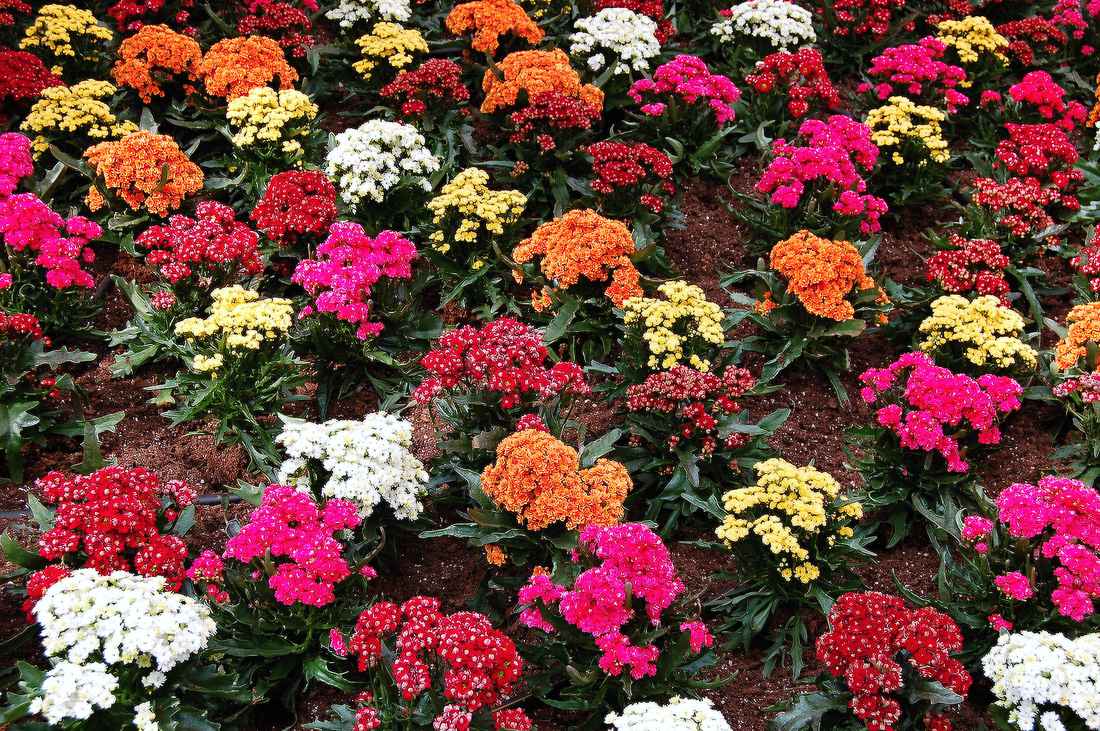 Tajemství kalanchoe: Pokvete, když pobude v chladu