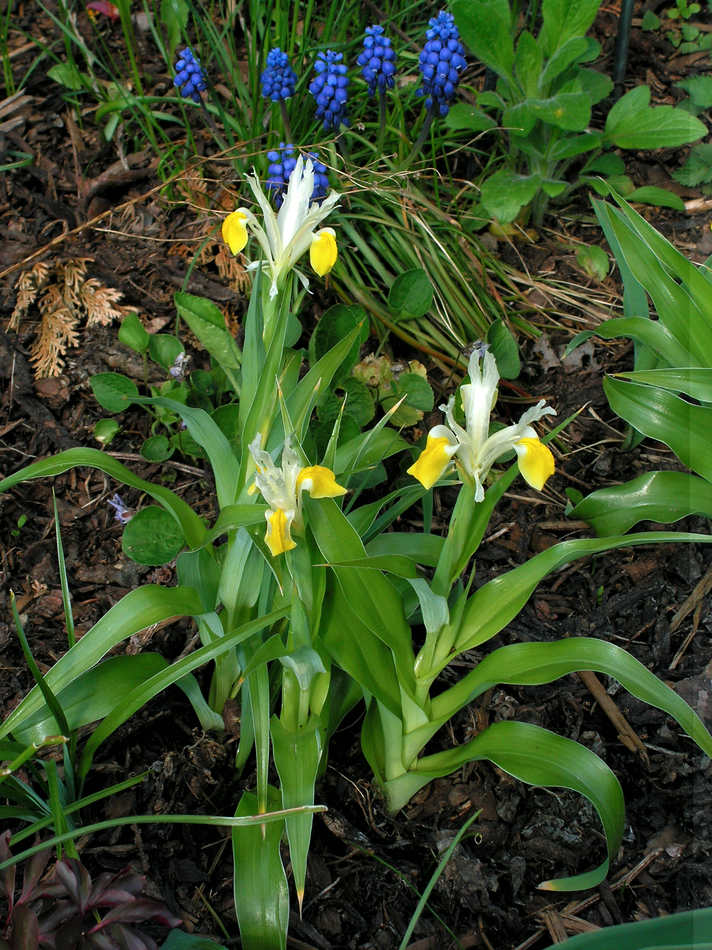 Kosatce bucharské potřebují pod cibulí drenáž proti mokru Iris (Juno) bucharica