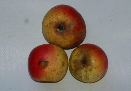 Míšeňská jablíčka pocházejících z dob Rudolfa II. Míšeňské (Borsdorfer)