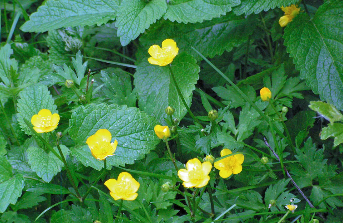 Pryskyřník Pryskyřník (Ranunculus-sp.)