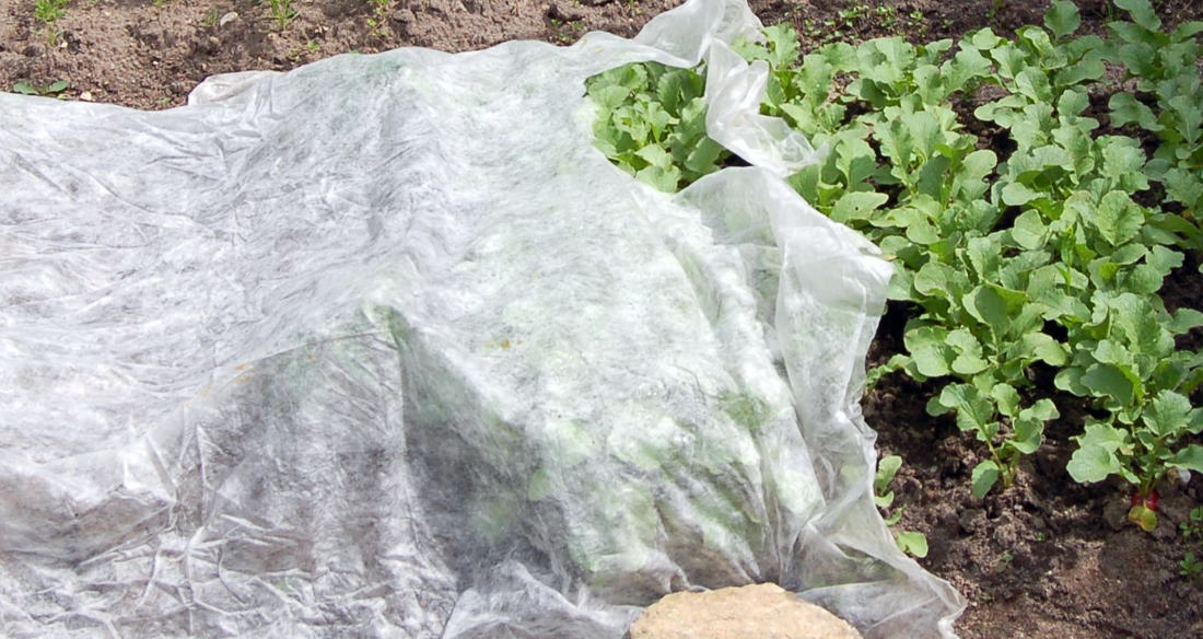 Ochrana ředkviček proti škůdcům