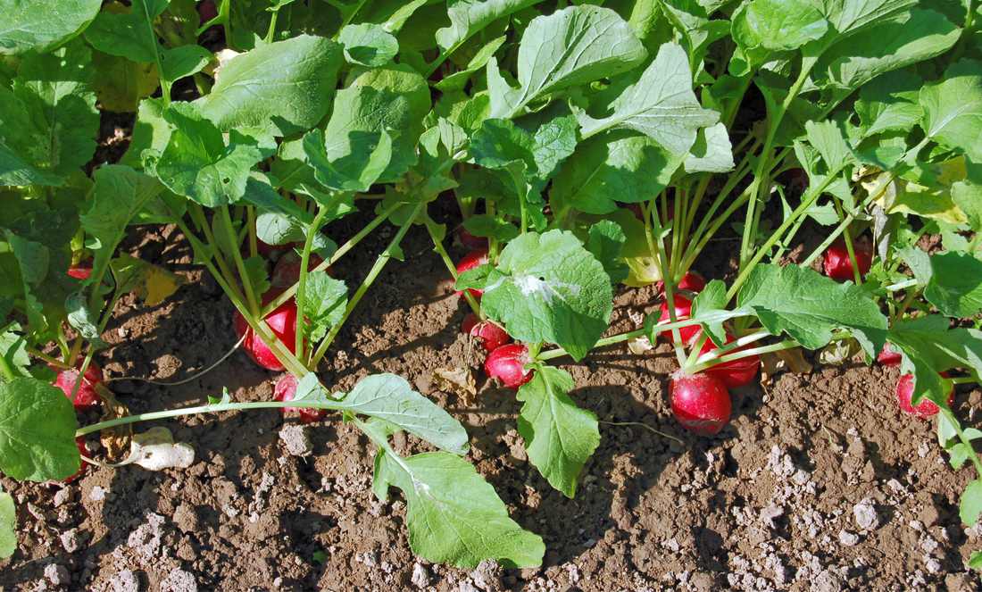 Za okno sejeme ředkvičky blízko, cca 2 cm od sebe. Řádky dva do truhlíku, 4 cm od okraje. Když bulvičky dorůstají, dotýkají se jedna druhé. Těsné řádky ředkviček v truhlíku