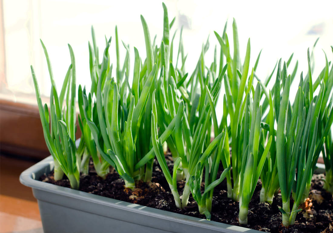 Rovněž čerstvá cibulka může pocházet z truhlíku; foto Shutterstock V truhlíku vzejde cibule sečka