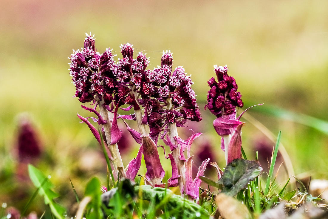 Devětsil; foto Shutterstock Devětsil (Petasites hybridus)