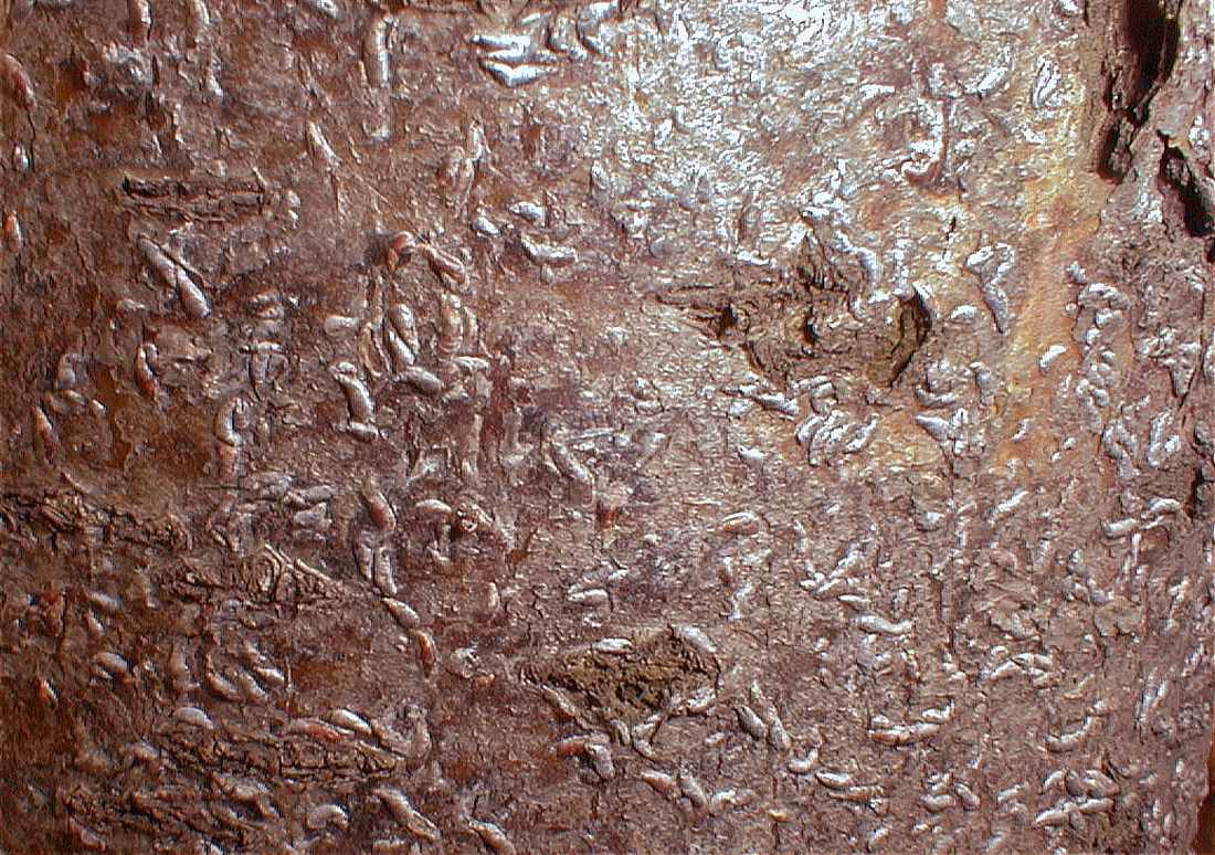 Nenápadná štítenka čárkovitá na kůře stromů Štítenka čárkovitá na kůře stromů