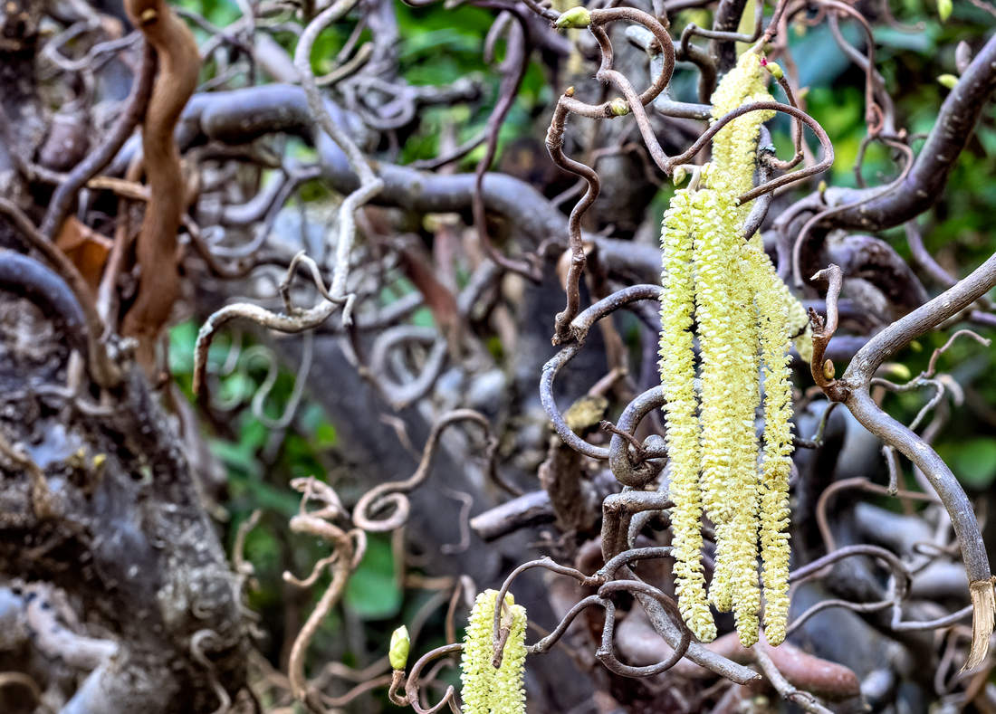 Líska obecná Contorta; foto Shutterstock Líska obecná (Corylus Avellana) Contorta