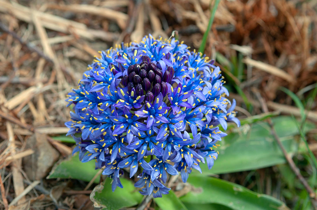 Ladoňka mnohokvětá (Scilla peruviana); foto Shutterstock Ladoňka mnohokvětá