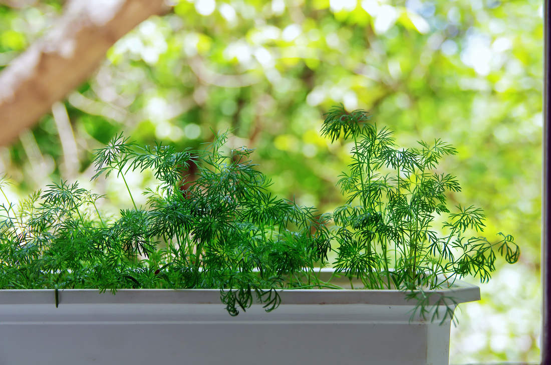 Na zahrádce za oknem se daří také kopru; foto Shutterstock Kopr v truhlíku
