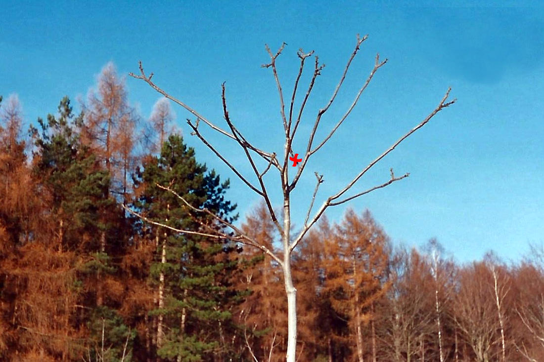 Také výhon rostoucí z postranní větve zpět do koruny je nutné odstranit (2x odrůda Lake) Také výhon rostoucí z postranní větve zpět do koruny je nutné odstranit (2x odrůda Lake)