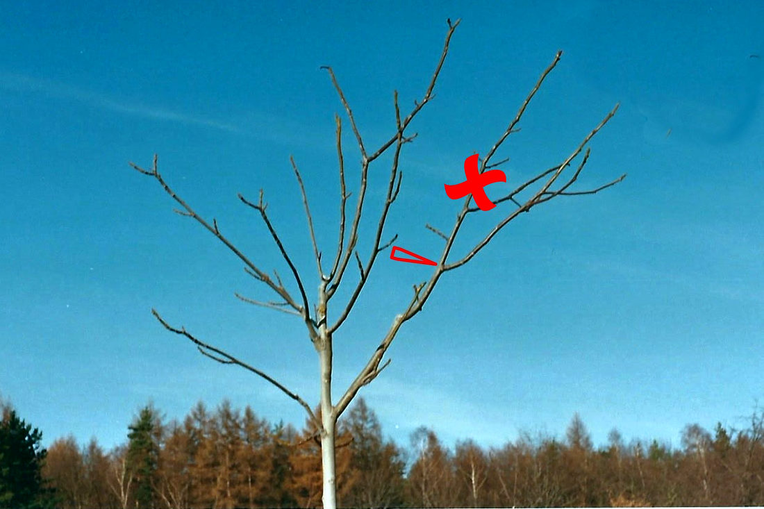 Je třeba opravit korunku; roste k jedné straně (Saturn) Je třeba opravit korunku; roste k jedné straně (Saturn)