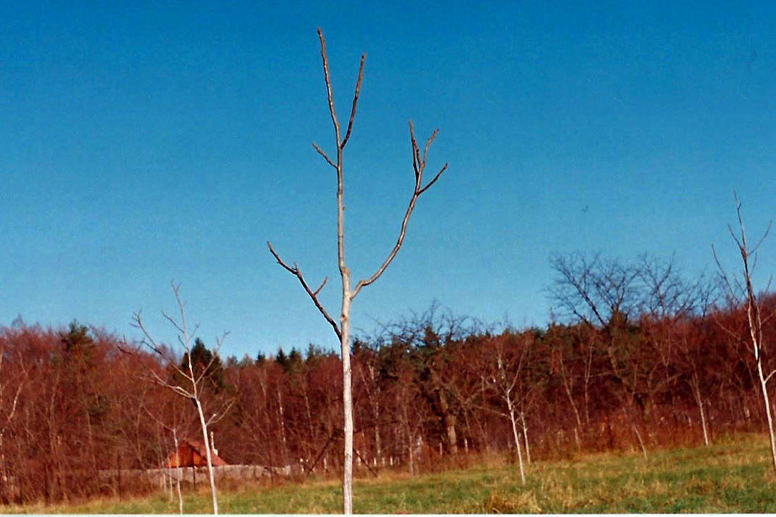 Málo rozvětvená korunka. Výchovný řez měl být proveden ve třetím roce po výsadbě (odrůda Jupiter). Málo rozvětvená korunka. Výchovný řez měl být proveden ve třetím roce po výsadbě (odrůda Jupiter).