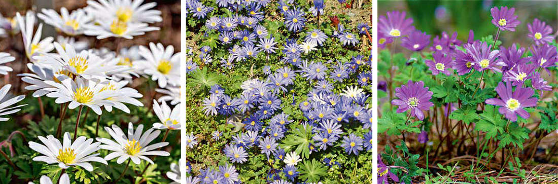 Květy trojice sasanek: odrůda Alba s. apeninské a dvě odrůdy s. vábných Blue Shades a Purpleviolet; foto J. Černý Zleva sasanka apeninská Alba, sasanky vábné Blue Shades a Purpleviolet