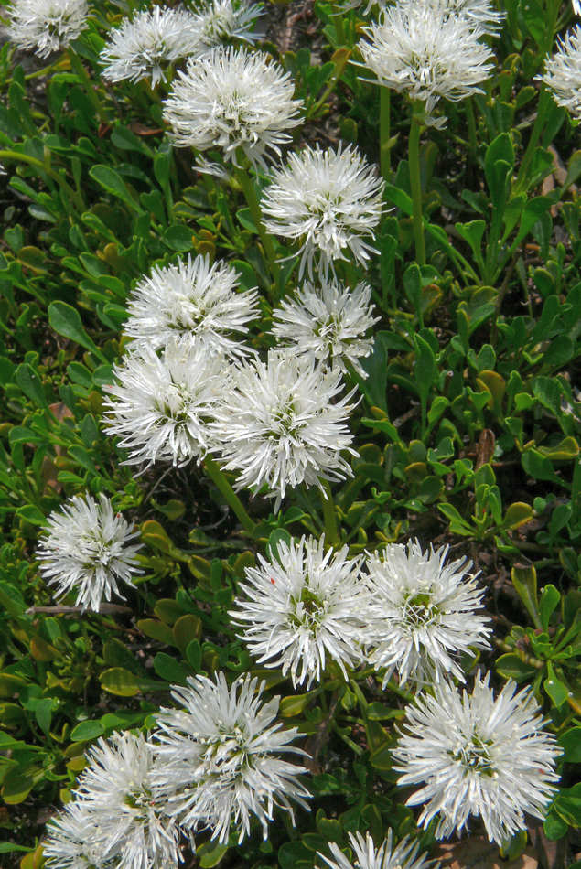 Koulenka srdcolistá Alba