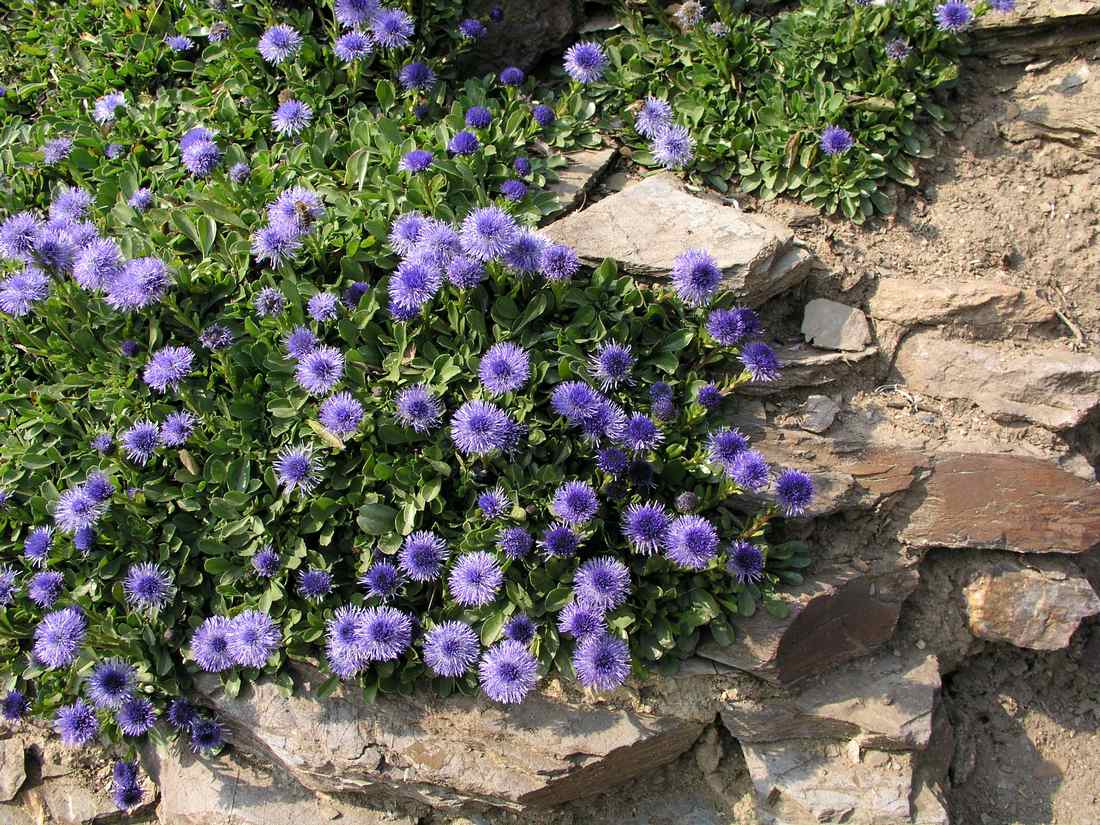 Koulenka chlupokvětá (Globularia trichosantha) 